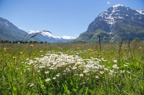 Fruehling Vorderglaernisch Kaerpf Blumenwiese Netstal Glarus MAY DSC 5753 7by59nded3xpq5m